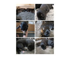 German shepherd puppies  | free-classifieds.co.uk - 1