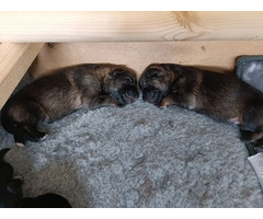 German shepherd puppies  | free-classifieds.co.uk - 3