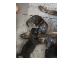 German shepherd puppies  - 4