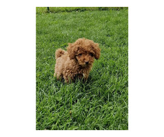 Toy poodle   | free-classifieds.co.uk - 5