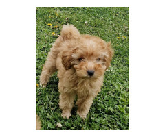 Toy poodle   | free-classifieds.co.uk - 6