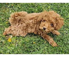 Toy poodle   | free-classifieds.co.uk - 7