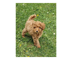 Toy poodle   | free-classifieds.co.uk - 8