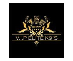 V.I.P Elite K9’S | free-classifieds.co.uk - 1