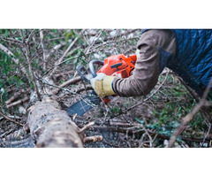 Reliable Tree Surgeons in Surrey: Professional Tree Care You Can Trust | free-classifieds.co.uk - 1