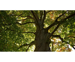 Reliable Tree Surgeons in Surrey: Professional Tree Care You Can Trust | free-classifieds.co.uk - 2