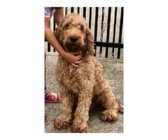 Labradoodle F1b   | free-classifieds.co.uk - 1