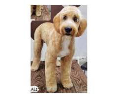 Labradoodle F1b   | free-classifieds.co.uk - 4