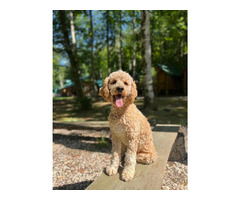 Labradoodle F1b   | free-classifieds.co.uk - 5