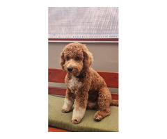 Labradoodle F1b   | free-classifieds.co.uk - 6