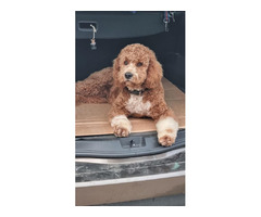 Labradoodle F1b   | free-classifieds.co.uk - 7