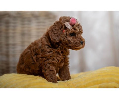 Red dwarf and toy poodles | free-classifieds.co.uk - 1