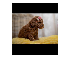 Red dwarf and toy poodles | free-classifieds.co.uk - 3