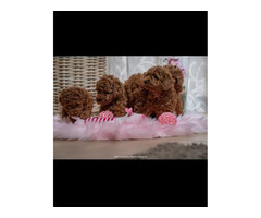 Red dwarf and toy poodles | free-classifieds.co.uk - 4