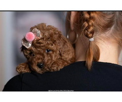 Red dwarf and toy poodles | free-classifieds.co.uk - 5