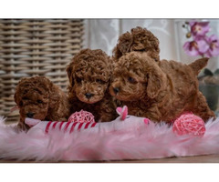 Red dwarf and toy poodles | free-classifieds.co.uk - 6
