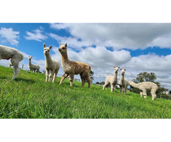 Accompany Mourne Alpacas to Experience the Enchantment of Alpaca Walking in Northern Ireland - 1