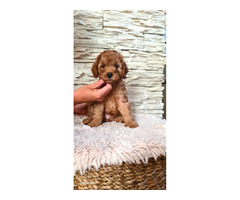 Poodles  | free-classifieds.co.uk - 1