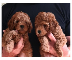 Poodles  | free-classifieds.co.uk - 2