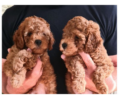 Poodles  | free-classifieds.co.uk - 3