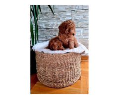 Poodles  | free-classifieds.co.uk - 4