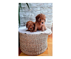 Poodles  | free-classifieds.co.uk - 5