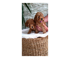 Poodles  | free-classifieds.co.uk - 7