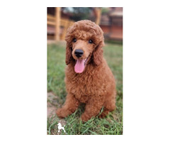 Red dwarf poodle   | free-classifieds.co.uk - 1