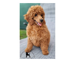 Red dwarf poodle   | free-classifieds.co.uk - 2