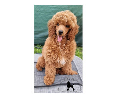 Red dwarf poodle   | free-classifieds.co.uk - 3