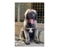 Caucasian shepherd top quality puppies  | free-classifieds.co.uk - 1