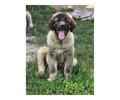Caucasian shepherd top quality puppies  | free-classifieds.co.uk - 2
