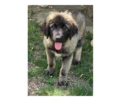 Caucasian shepherd top quality puppies  | free-classifieds.co.uk - 3