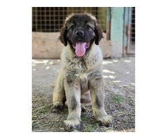 Caucasian shepherd top quality puppies  | free-classifieds.co.uk - 6