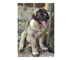 Caucasian shepherd top quality puppies  | free-classifieds.co.uk - 7