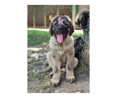 Caucasian shepherd top quality puppies  | free-classifieds.co.uk - 8