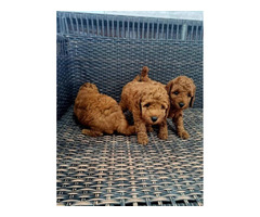 Red miniature poodle - 1