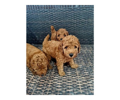 Red miniature poodle - 2