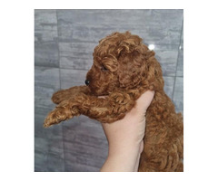 Red miniature poodle - 3