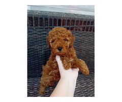 Red miniature poodle - 4