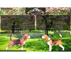 Beagle puppies from top show parents | free-classifieds.co.uk - 1