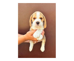 Beagle puppies from top show parents - 2