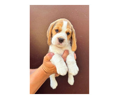 Beagle puppies from top show parents | free-classifieds.co.uk - 3