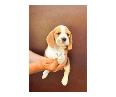 Beagle puppies from top show parents - 4