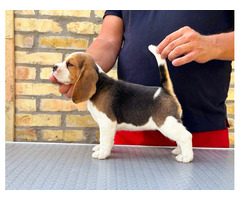 Beagle puppies from top show parents - 5
