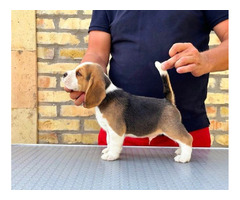Beagle puppies from top show parents | free-classifieds.co.uk - 6