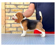 Beagle puppies from top show parents - 7