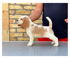 Beagle puppies from top show parents | free-classifieds.co.uk - 8