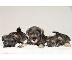 Miniature schnauzer puppies | free-classifieds.co.uk - 1