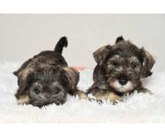 Miniature schnauzer puppies | free-classifieds.co.uk - 2